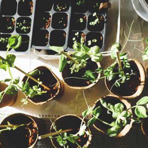 sprouting plants