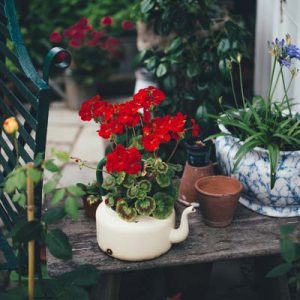 plants in teapot