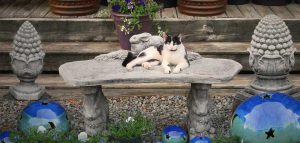 Cat laying on garden bench