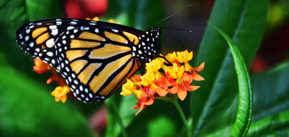 Monarch butterfly