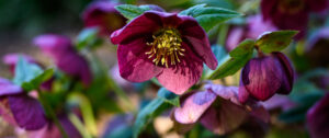 Purple flowers