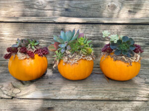 Pumpkins used as planters